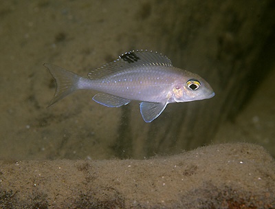 Xenotilapia spilopterus 'Mbita Island'